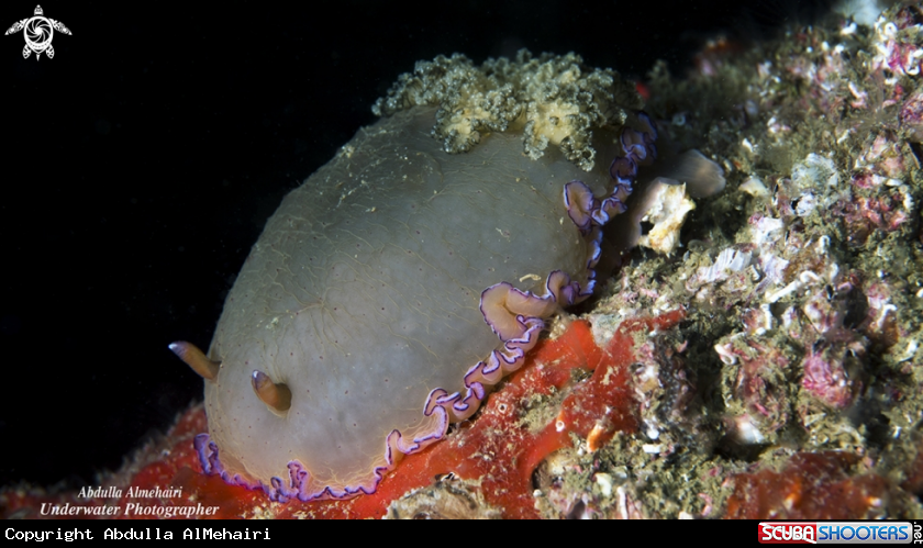 A Nudibranch