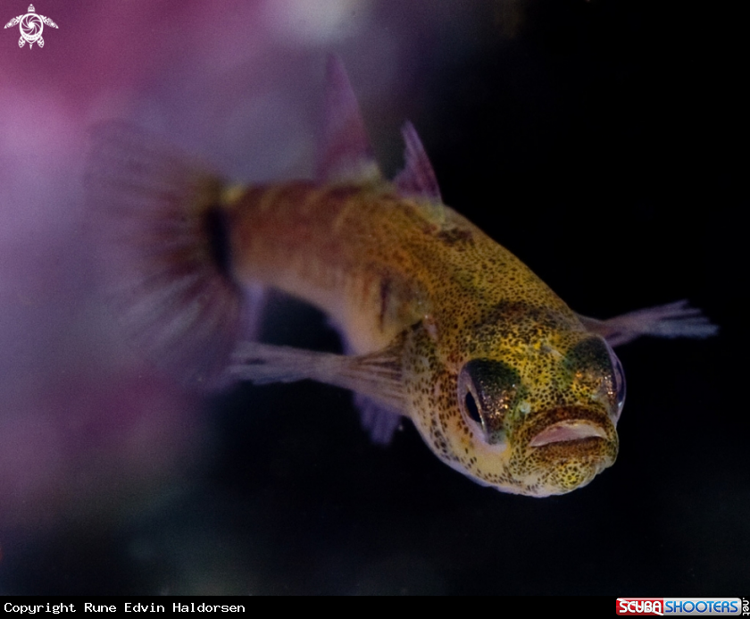 A Two spotted goby