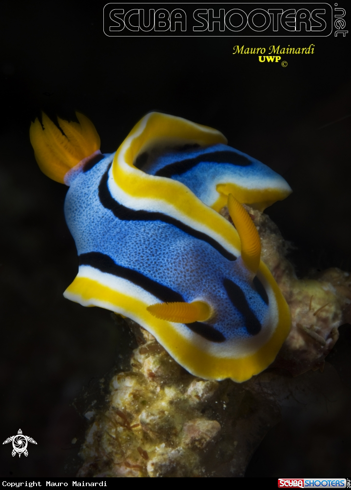 A underwater creature