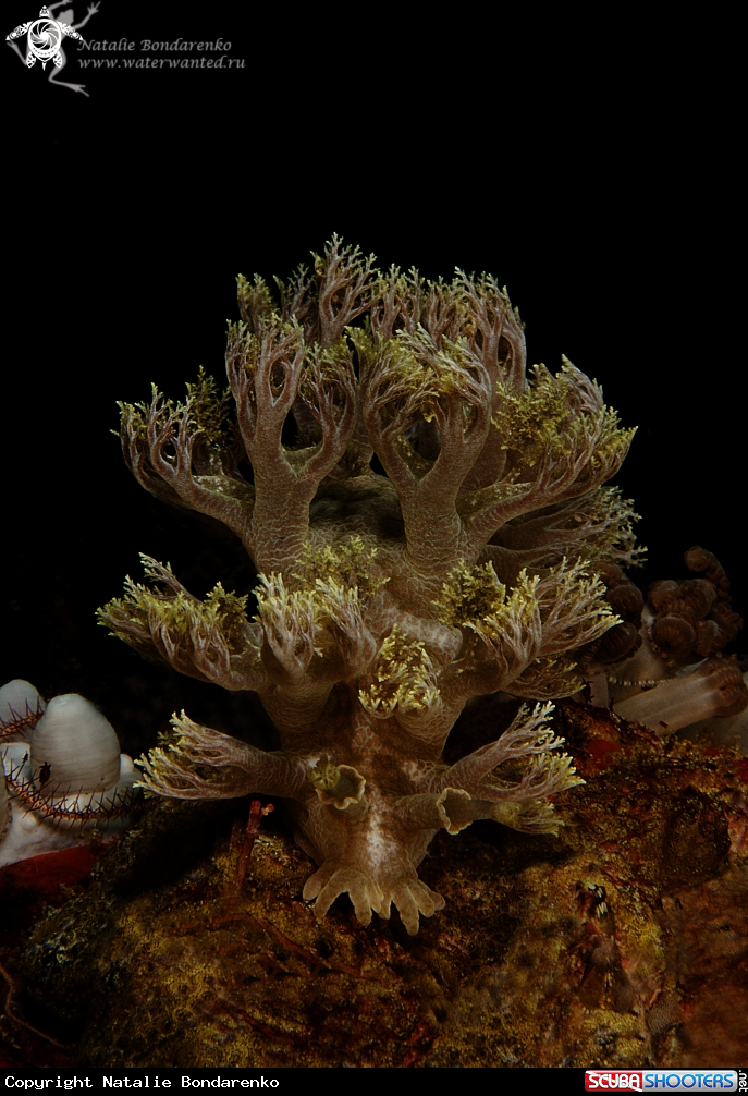 A Nudibranch