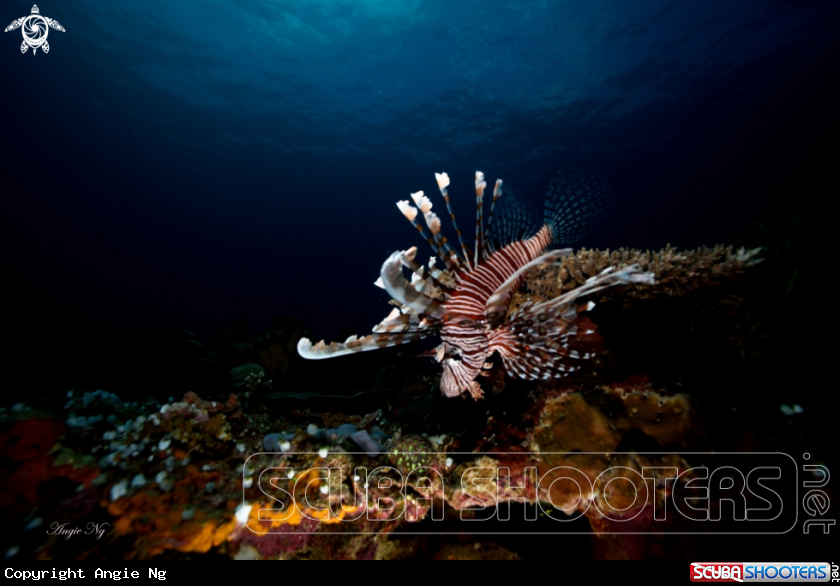 A Common Lionfish