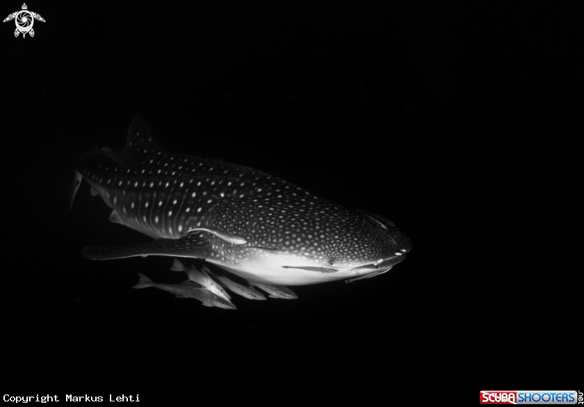 A Whale Shark