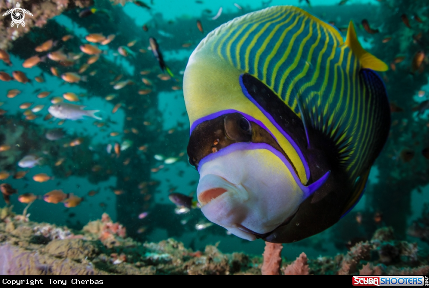 A Emperor Angel Fish