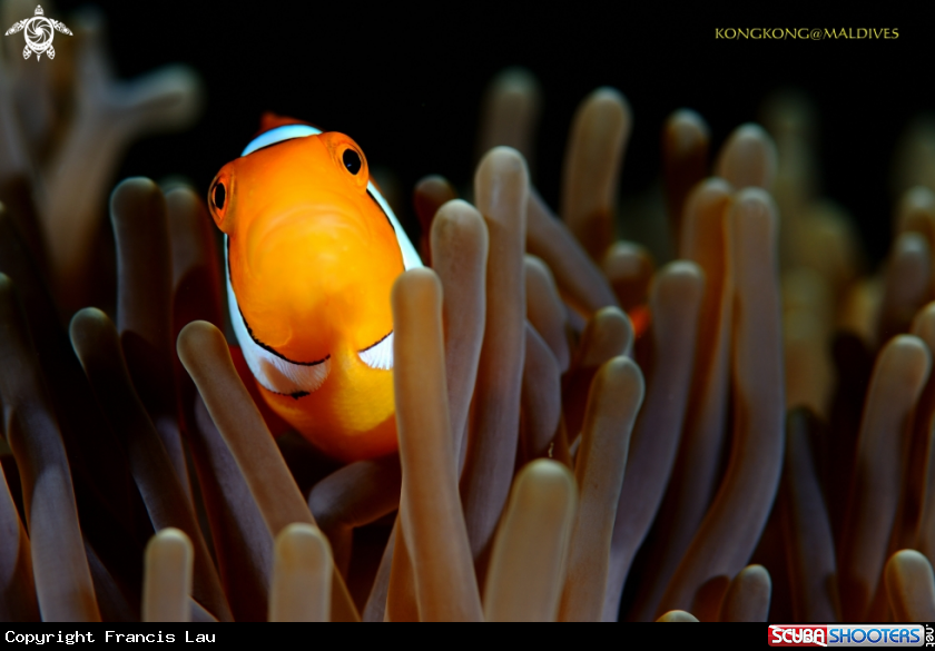 A Nemo