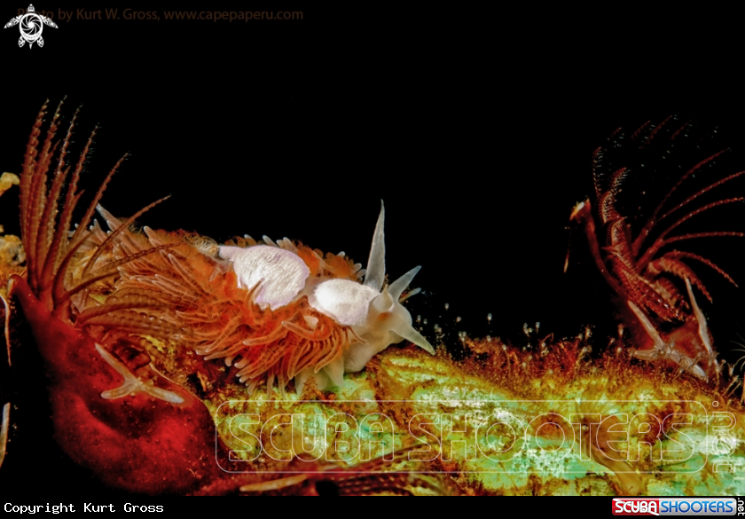 A Nudibranche