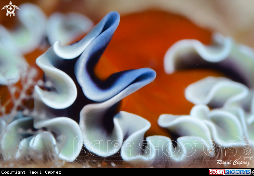 A Flat worm