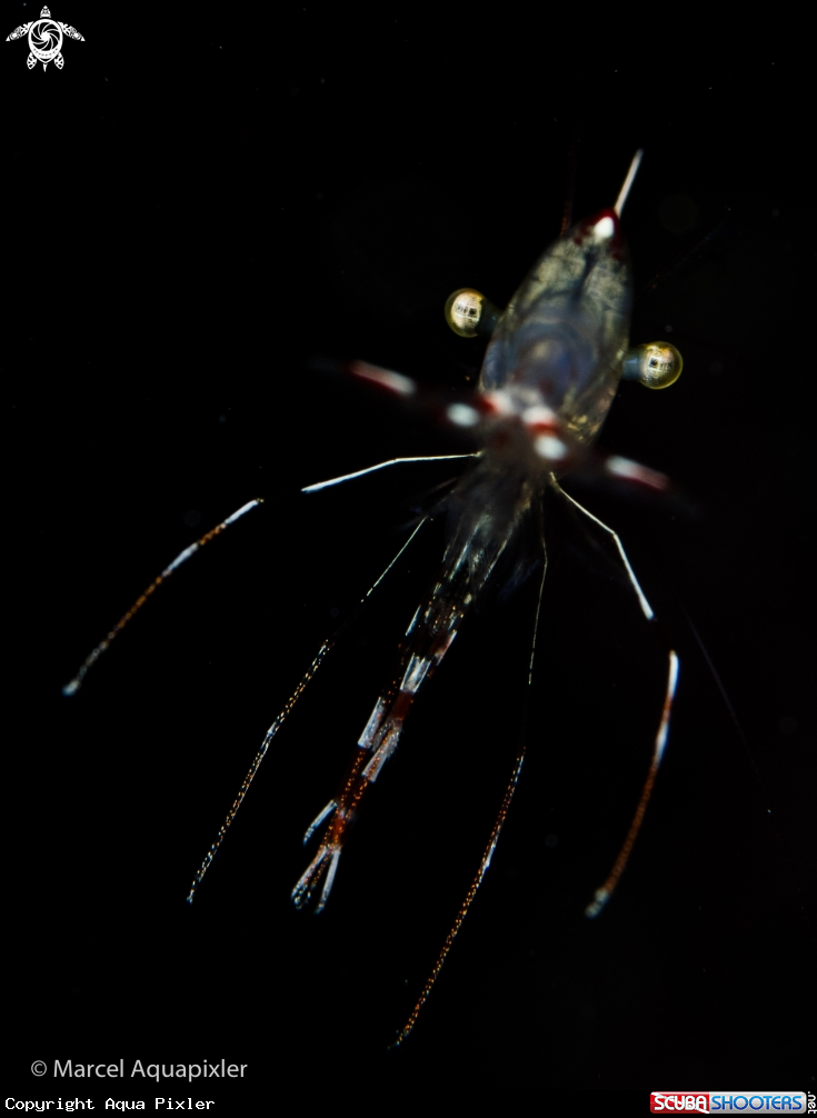 A Shrimp