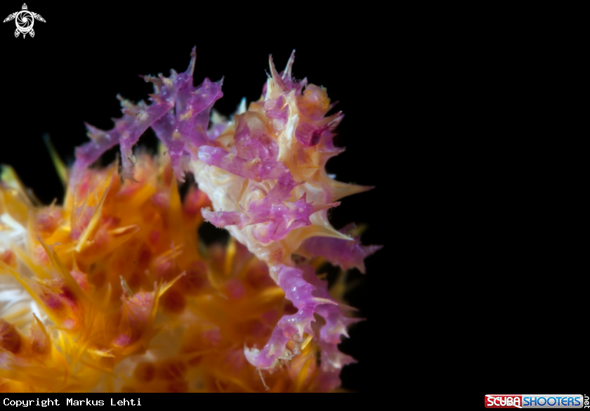 A Soft coral crab