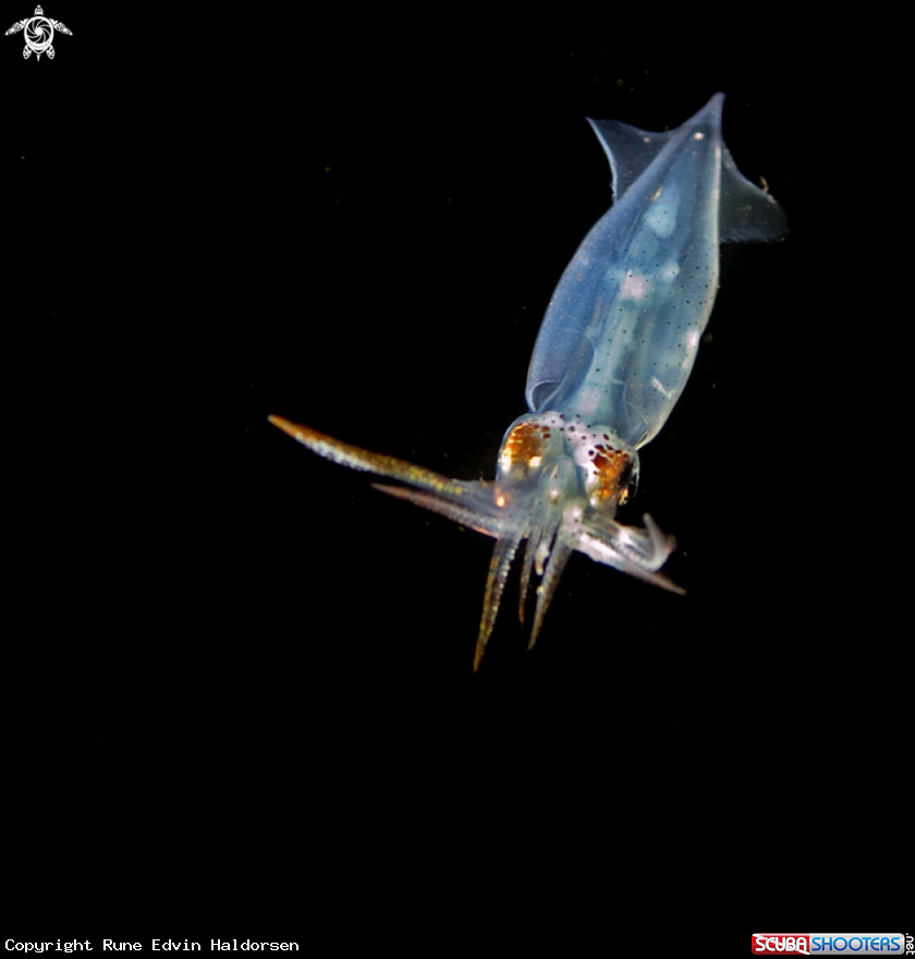 A European common squid