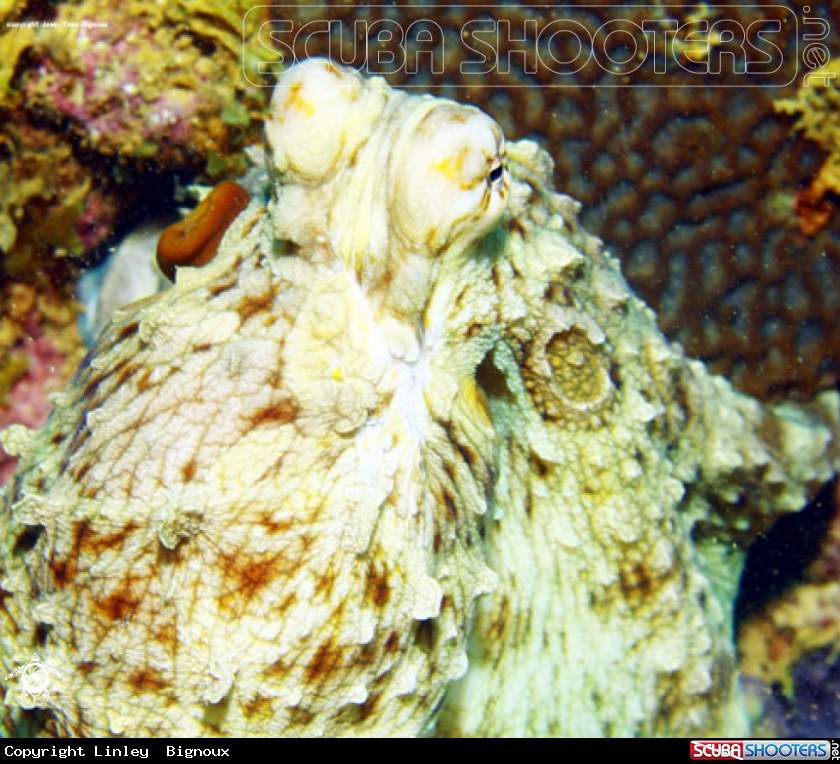 A Octupus