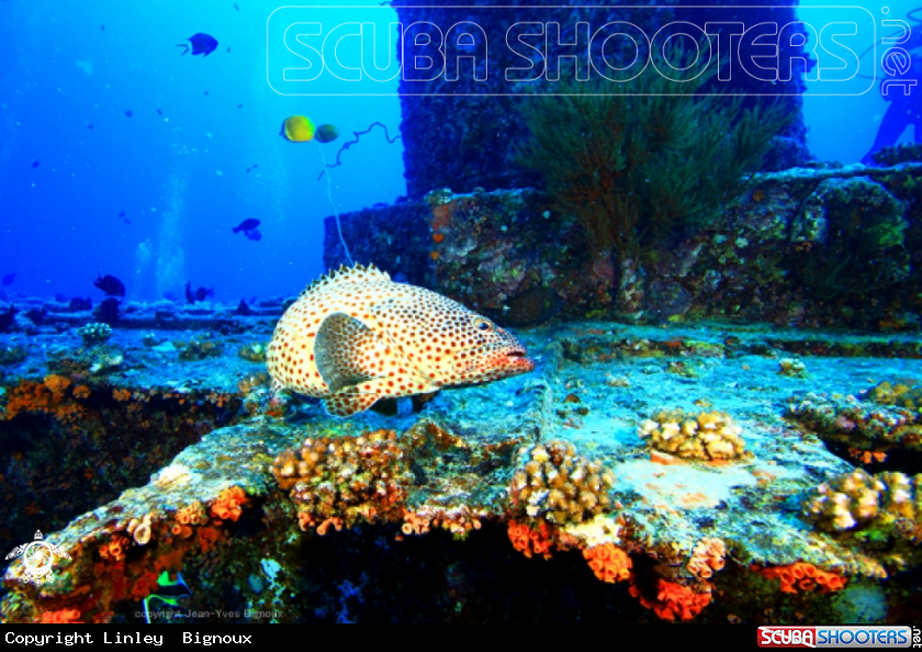 A Grouper Fish