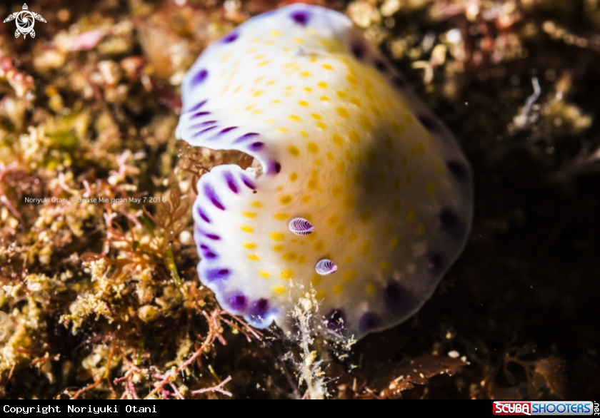 A Nudi