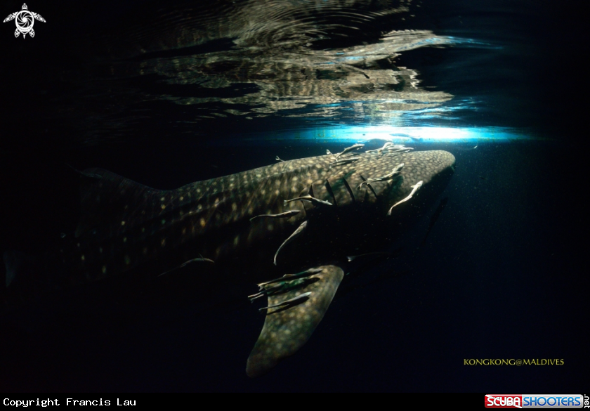 A Whale Shark