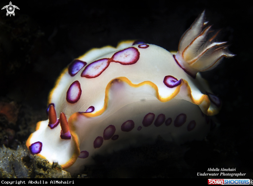A nudibranch