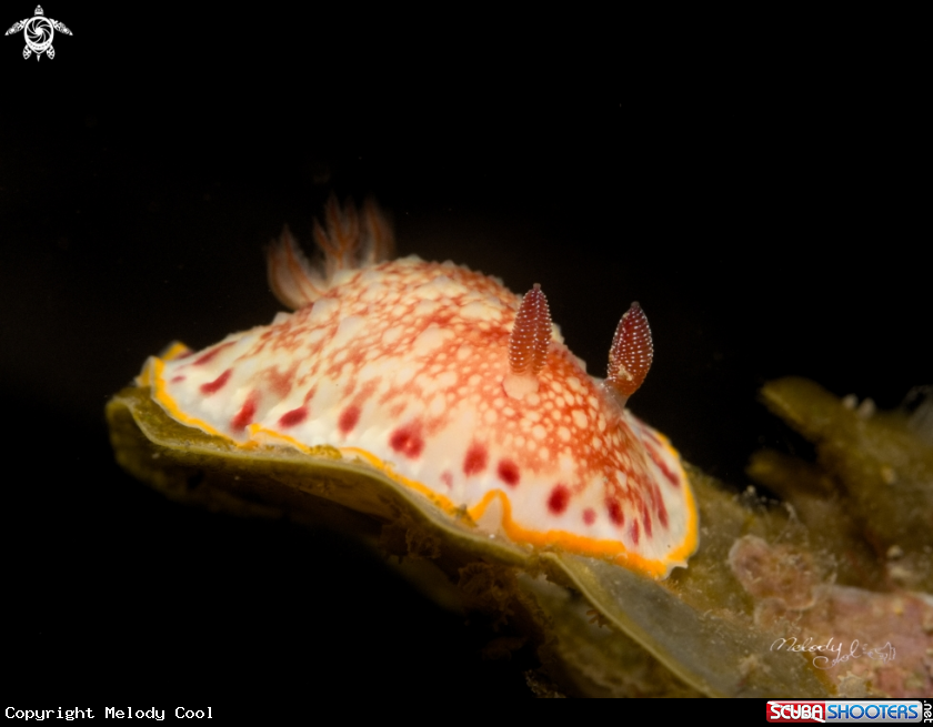 A Nudibranch