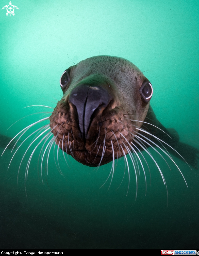 A Steller Sea Lion