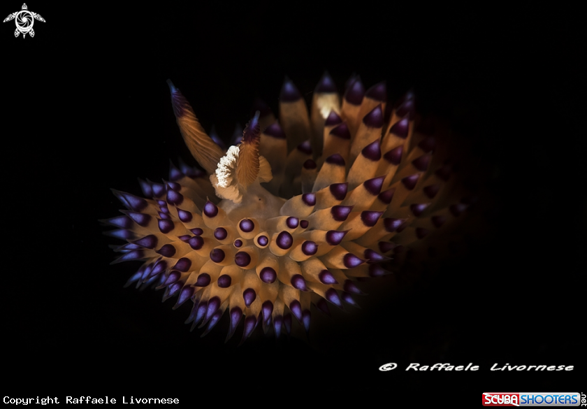 A Janolus