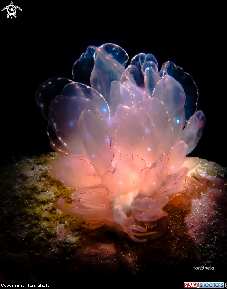A Nudibranch