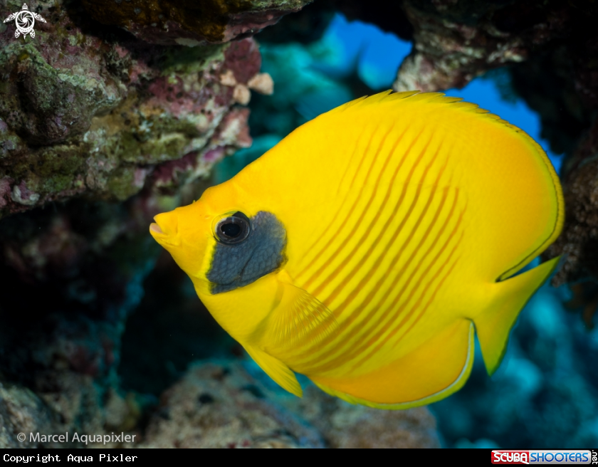 A Masked Butterflyfish