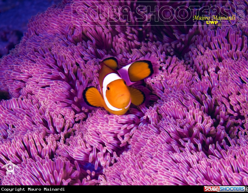 A Clown fish
