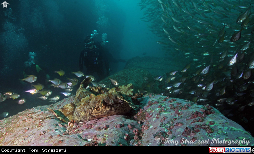 A Ornate wobbegong