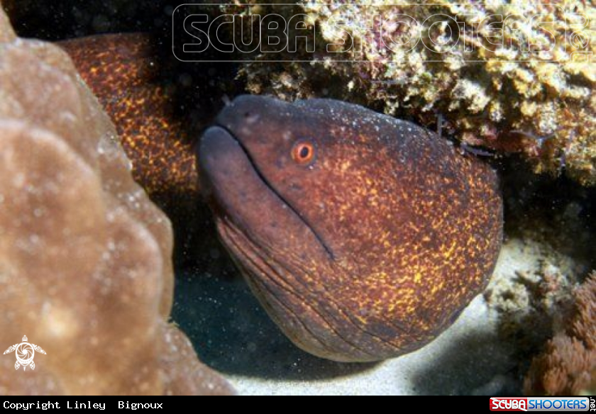 A Eel