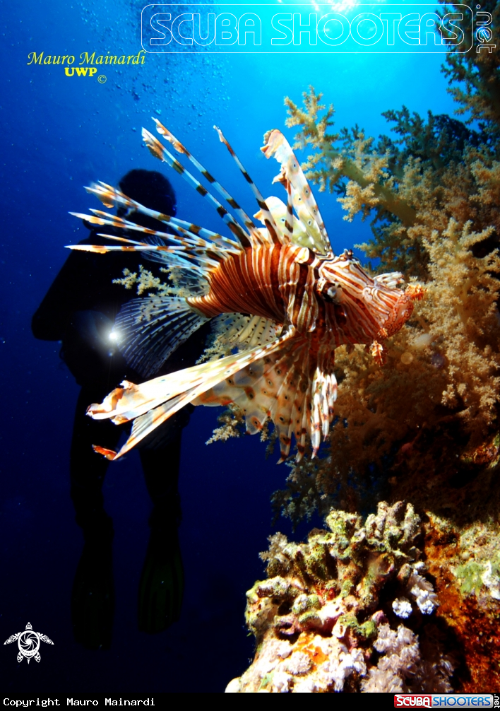 A underwater creature