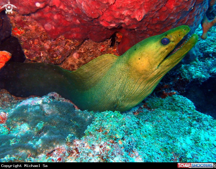 A Eel 