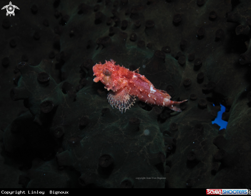 A Frogfish