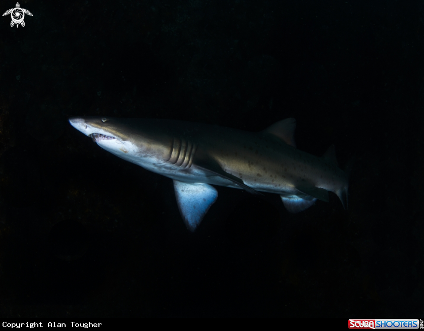 A Grey Nurse Shark