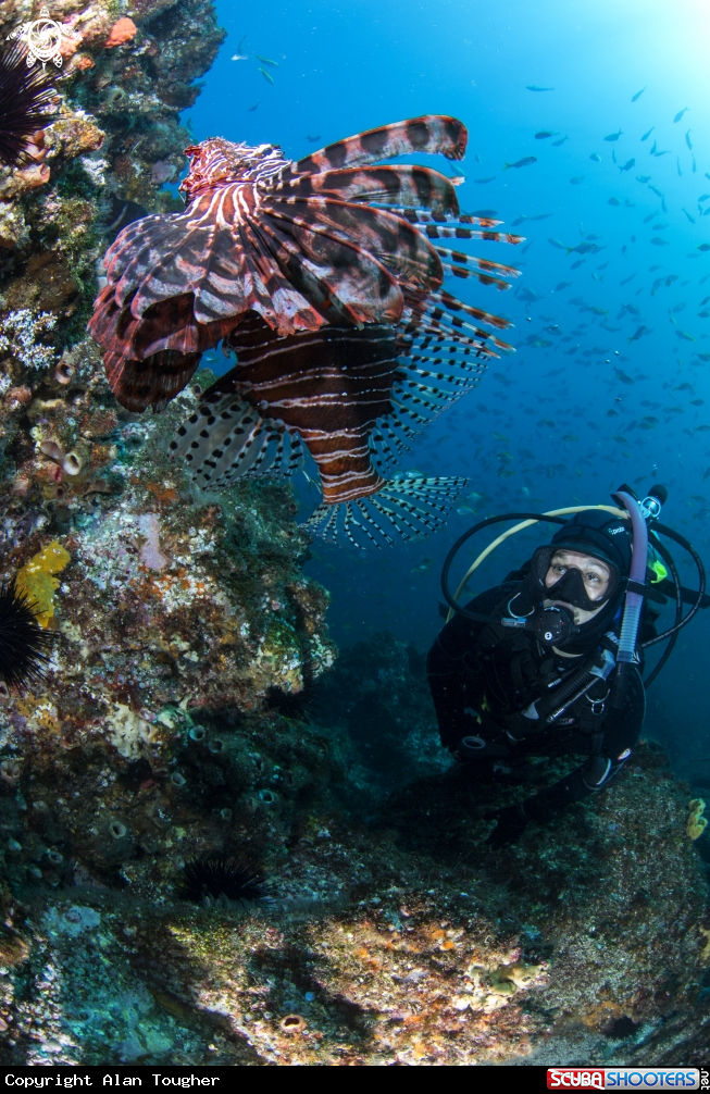 A Lion Fish