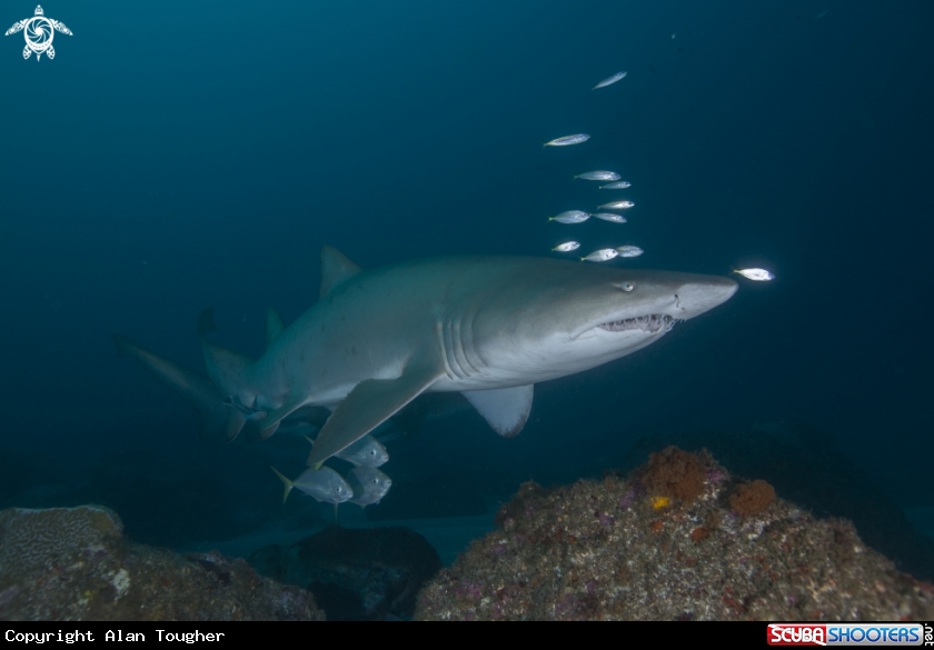 A Grey Nurse Shark