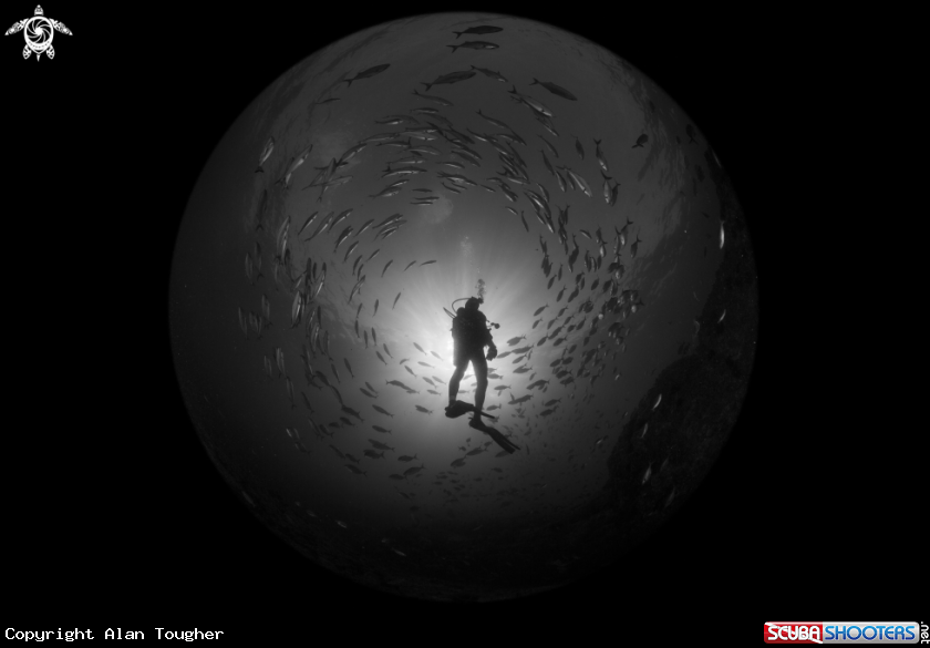 A Trevally and diver