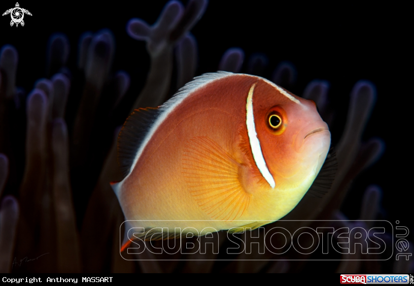 A Clown Fish