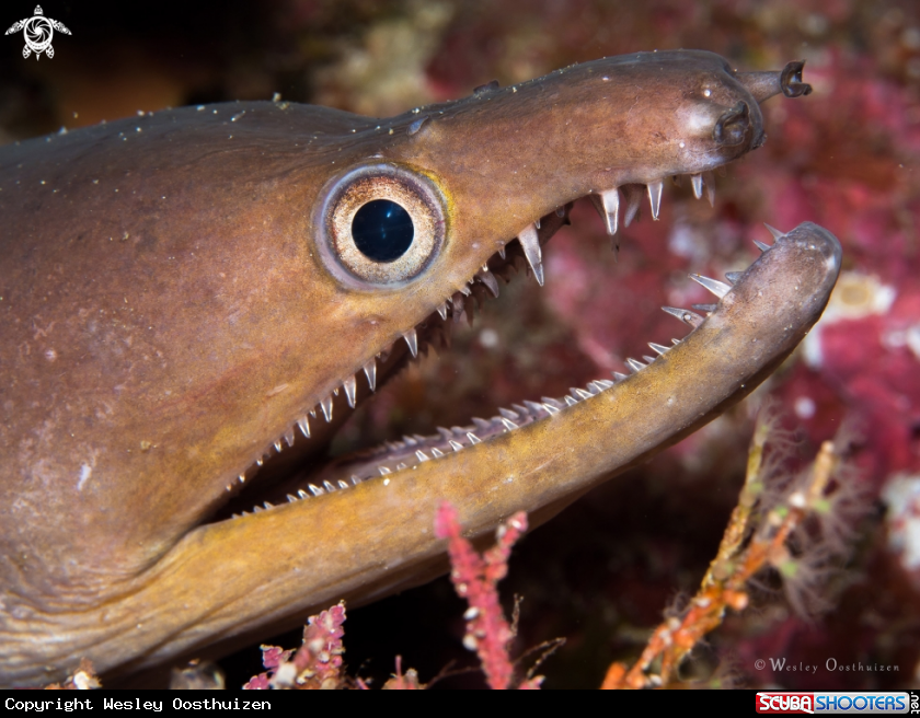A Hookjaw moray