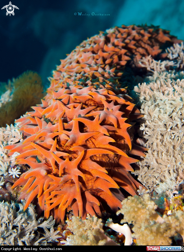 A Armoured sea cucumber