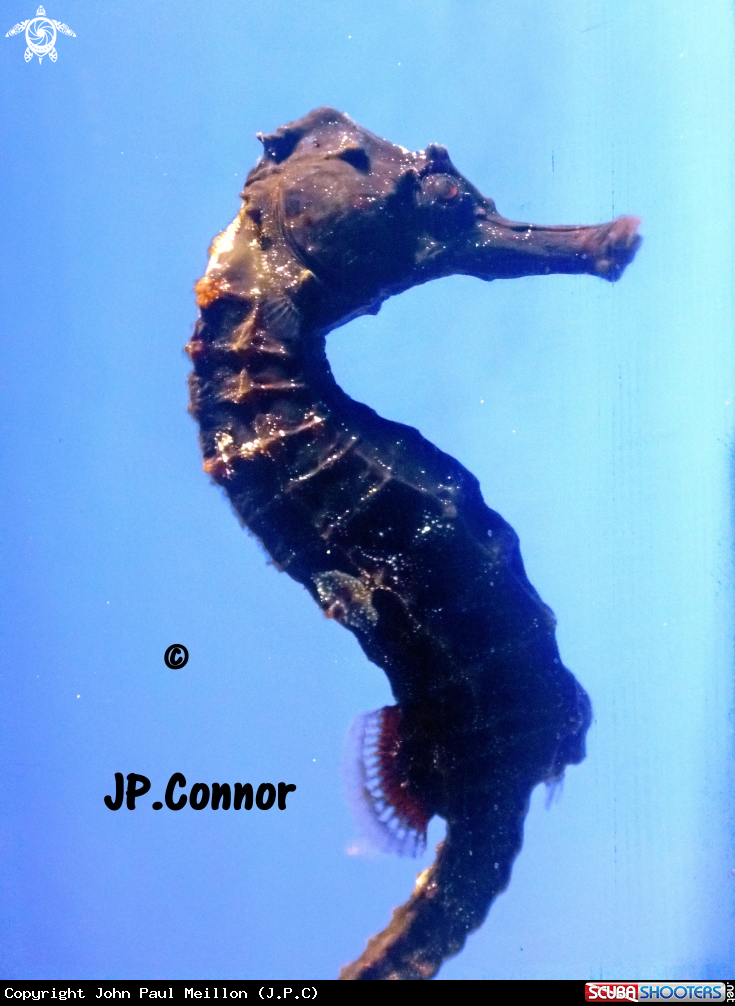 A HIPPOCAMPE 