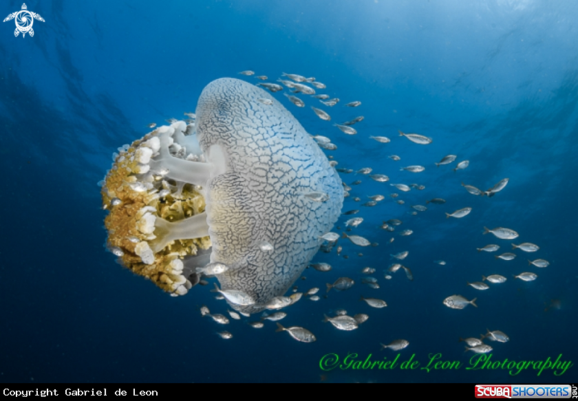 A Pelagic Jelly Fish