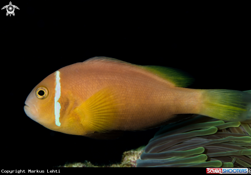 A Maledives Anemonefish