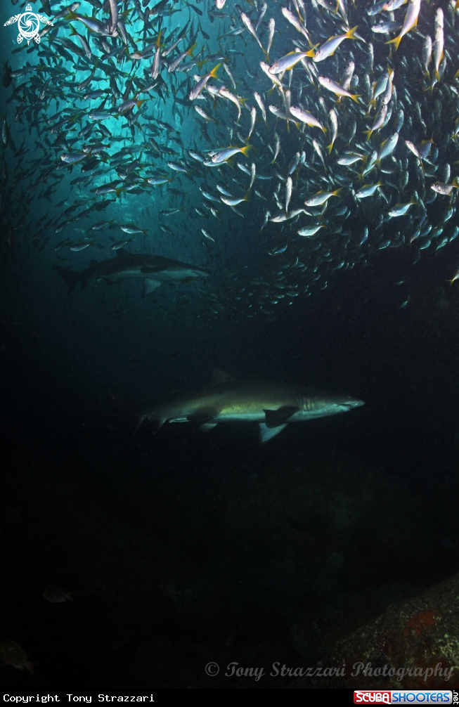 A Grey nurse shark