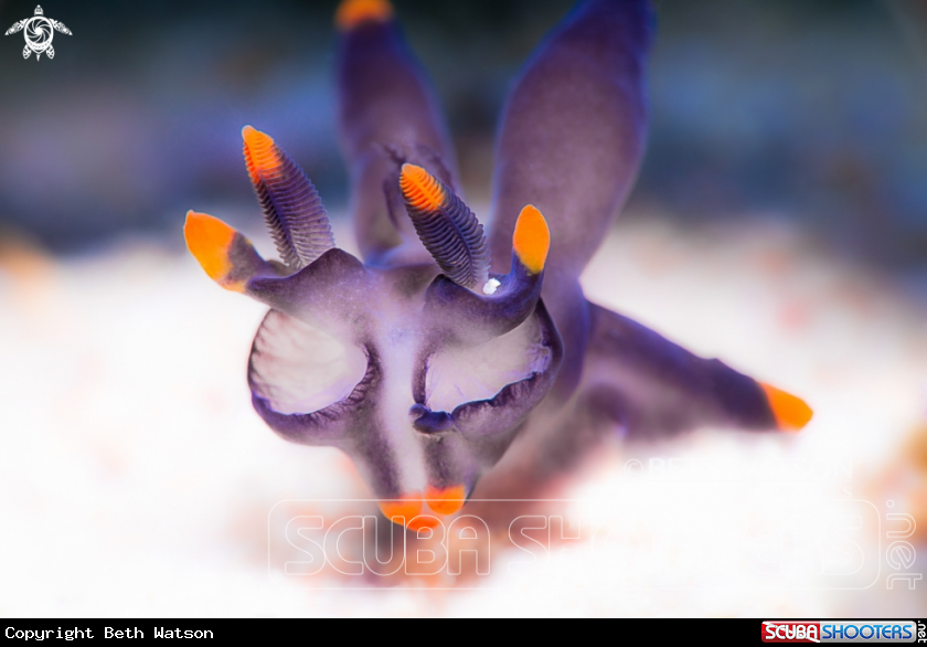 A Dorid Nudibranch