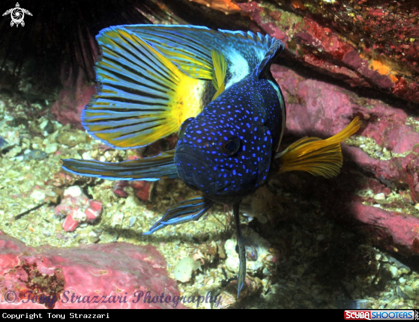 A Eastern Blue Devilfish