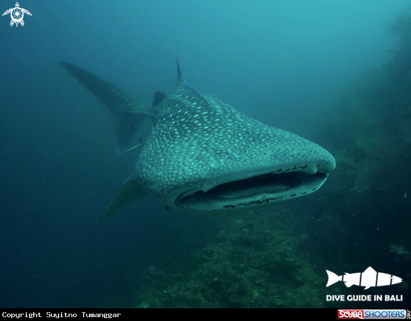 A Whale shark