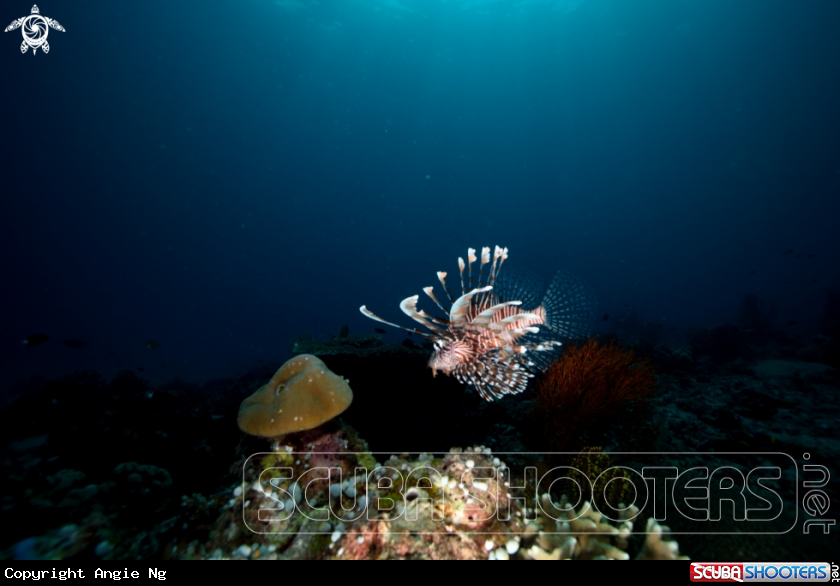 A Lionfish