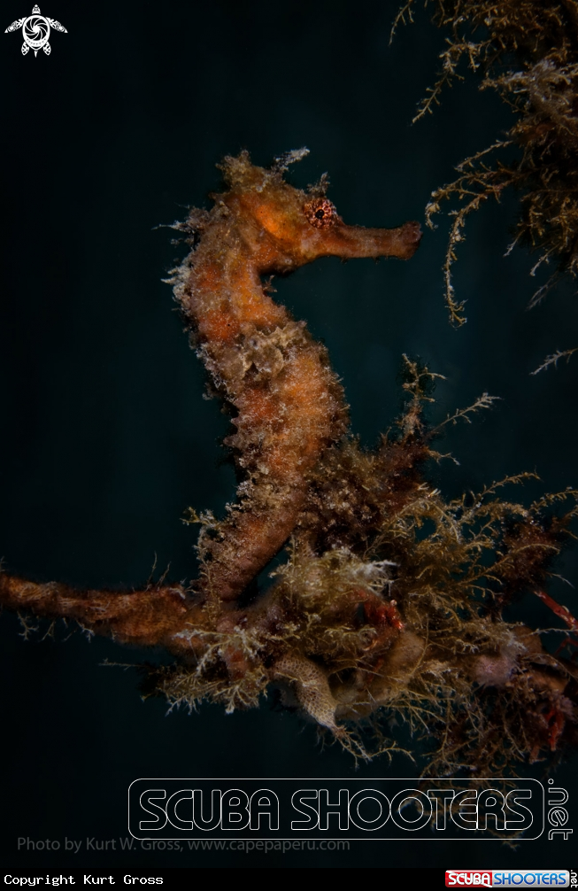 A Moluccan Sea Horse