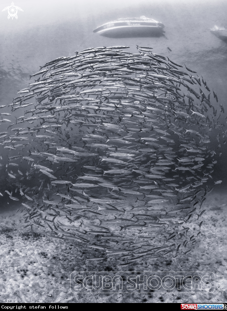A Chevron Barracuda