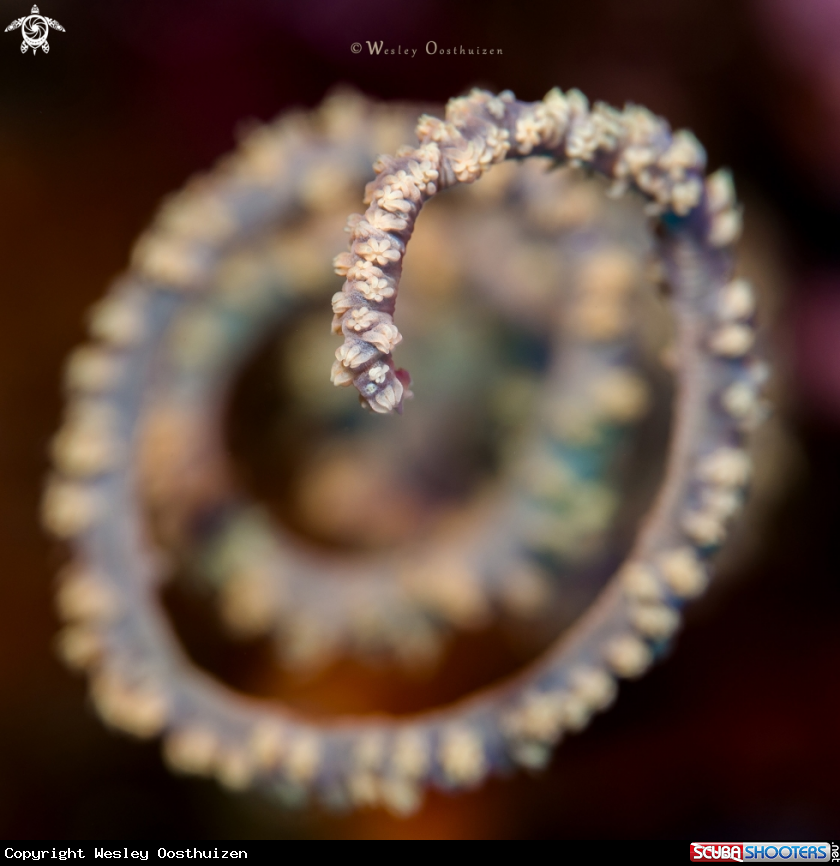 A Whip coral