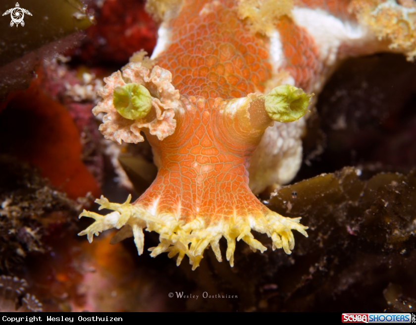A Nudibranch