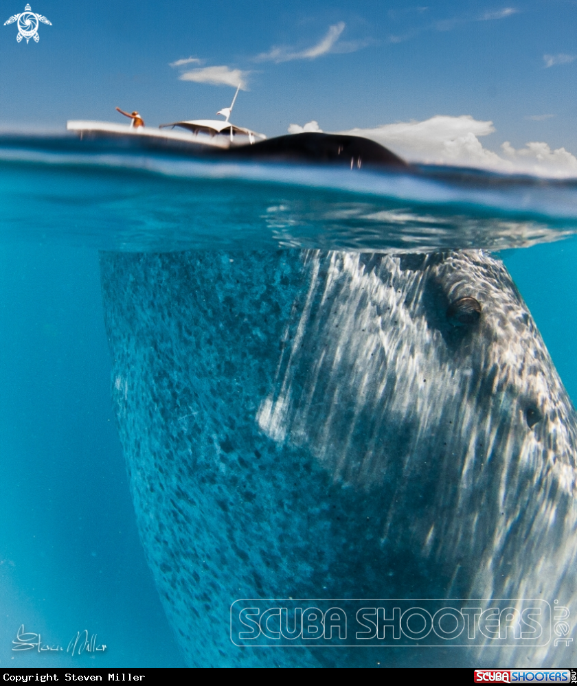 A Whaleshark