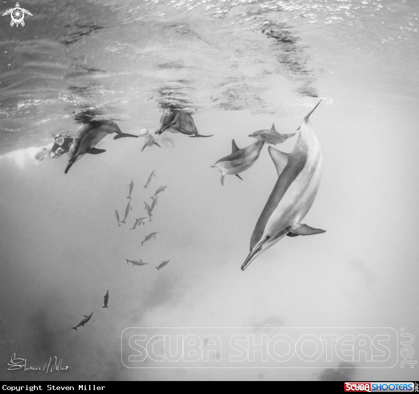 A Dolphin